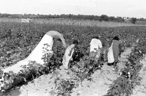 cotton pickers